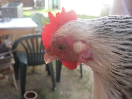 0.1 Rousná zakrslá žíhaná